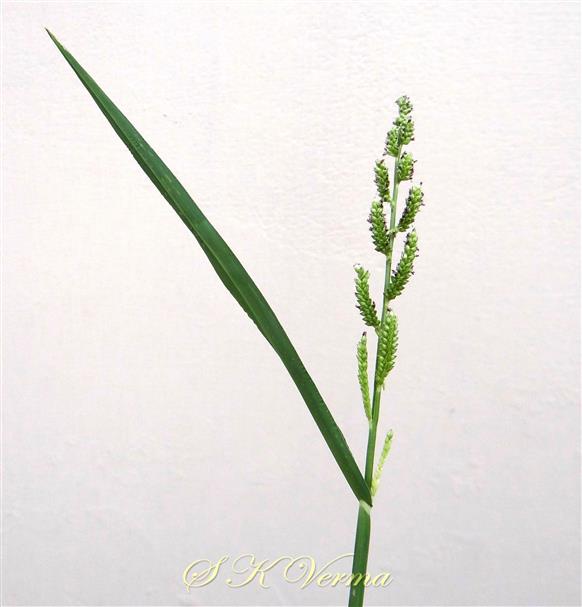  Inflorescence